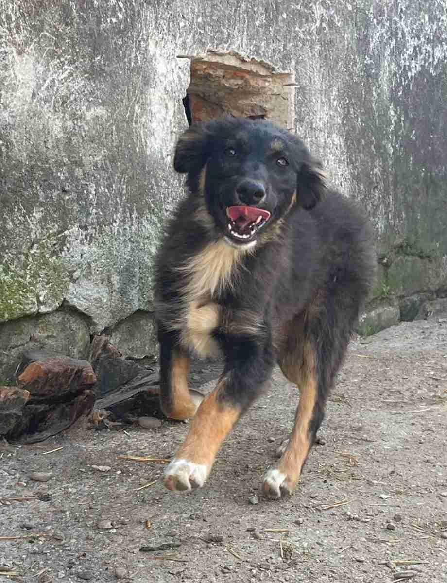 Steluta