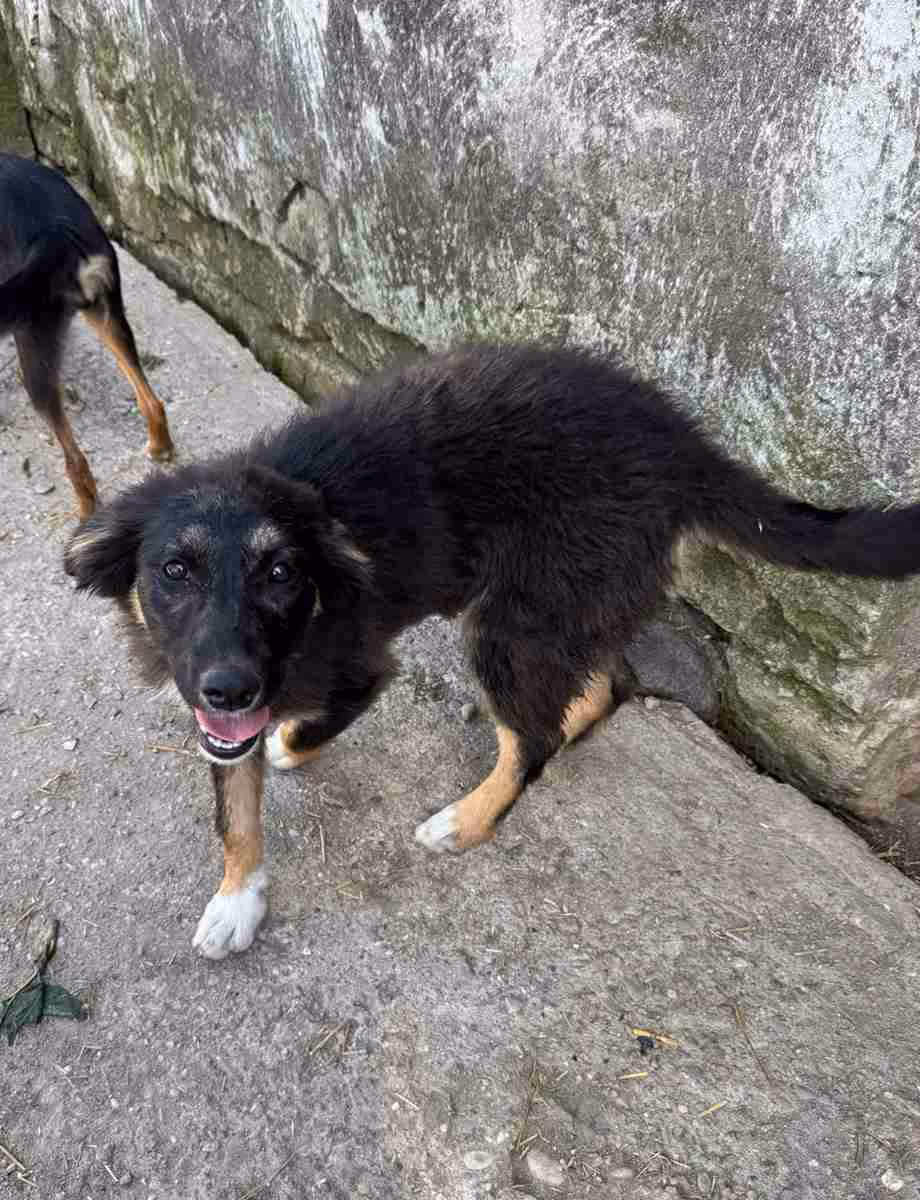 Steluta