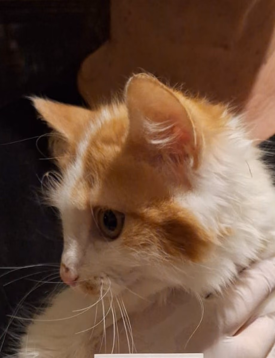 Ben