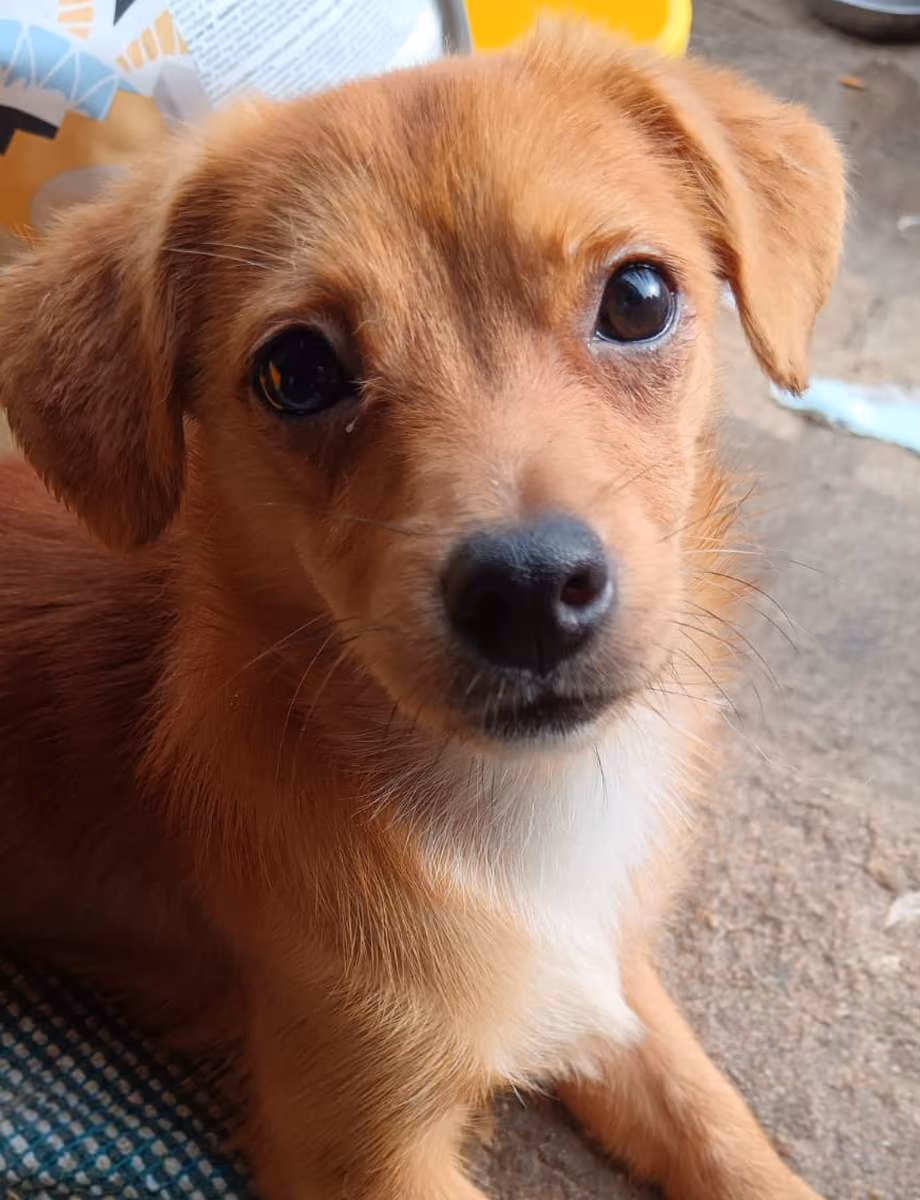 Belana