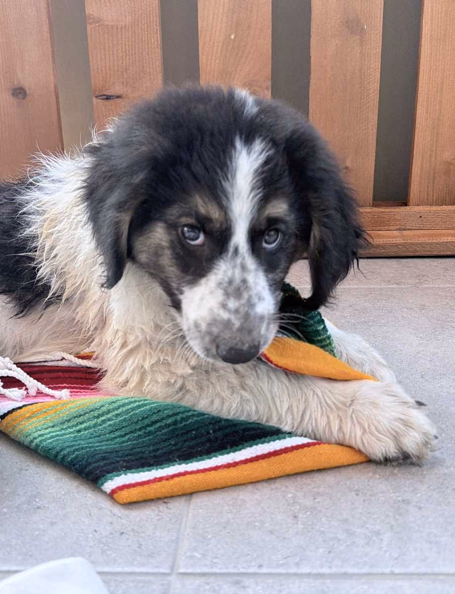 Zeus