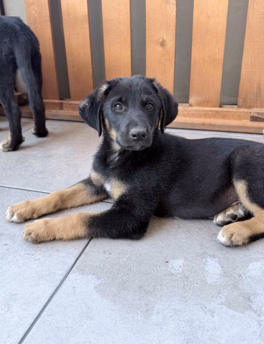 Athos