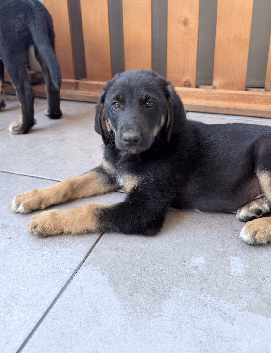 Athos