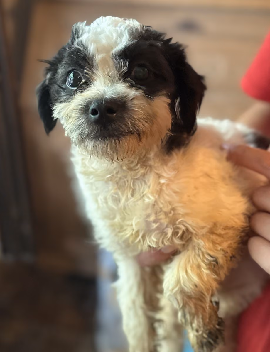 Mochi