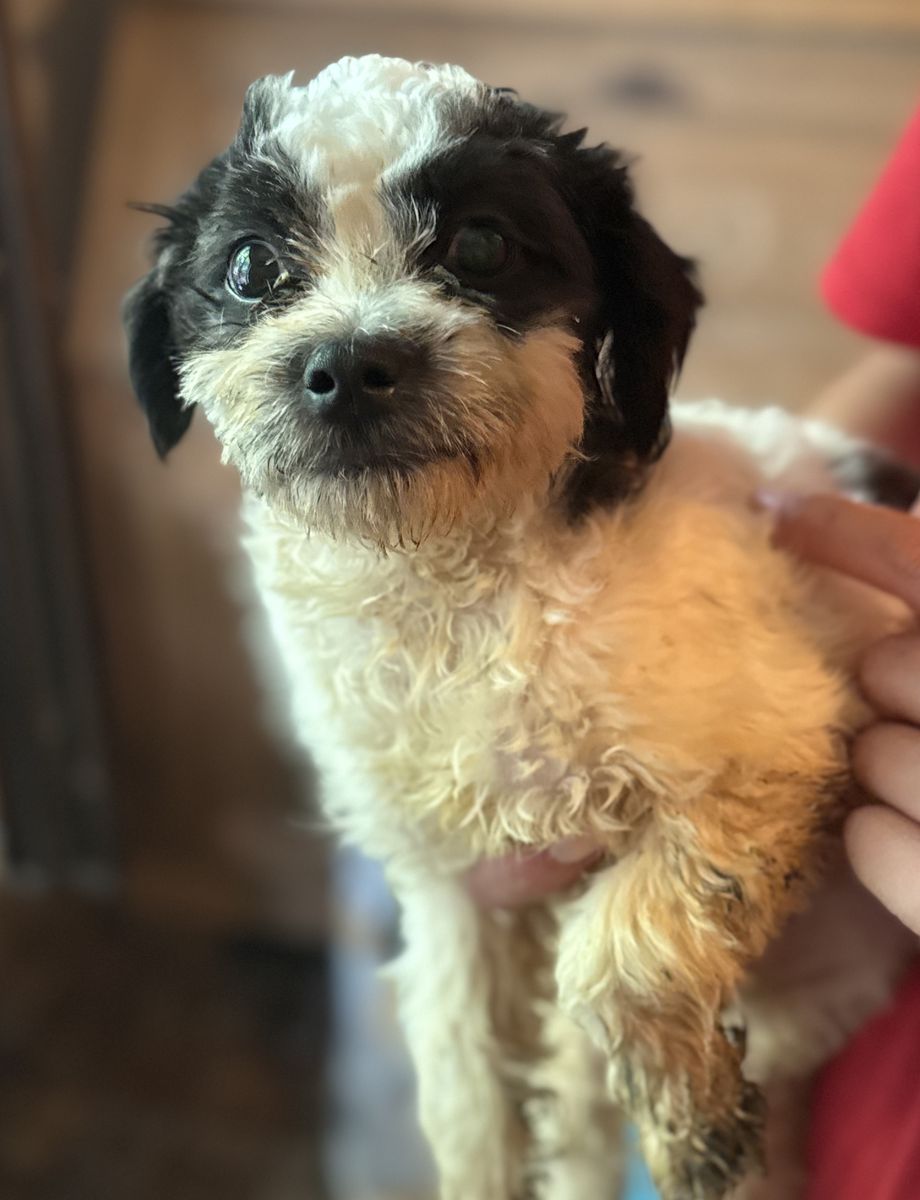 Mochi