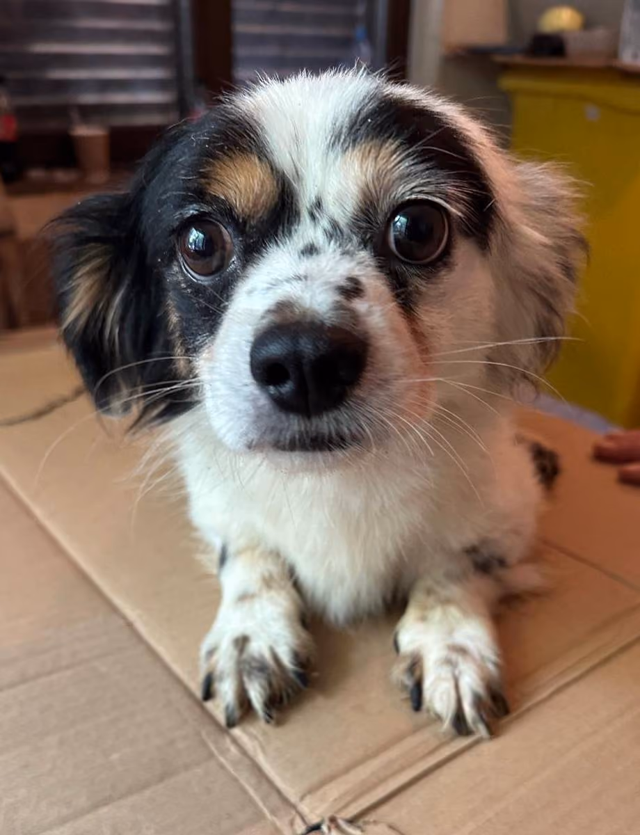 Bruno
