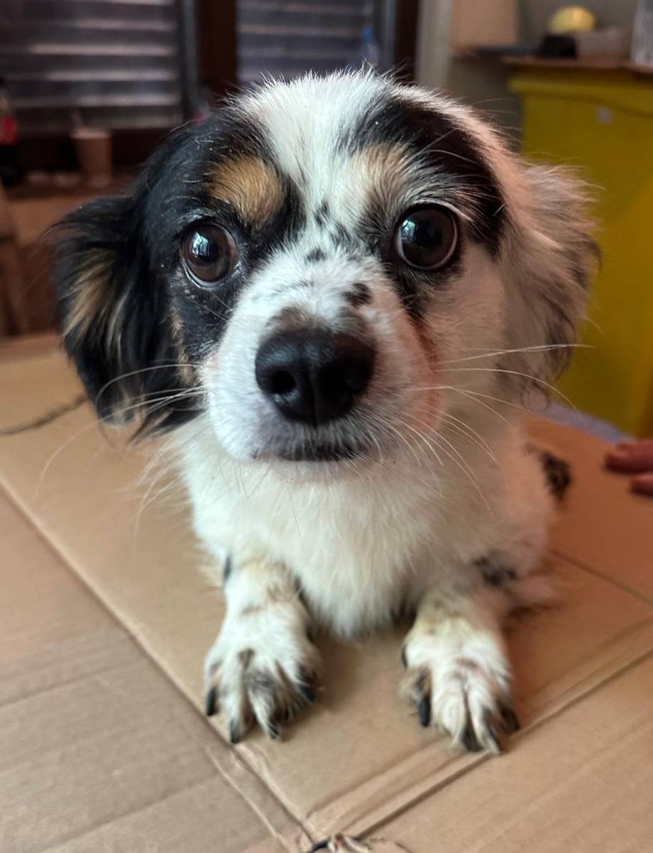 Bruno