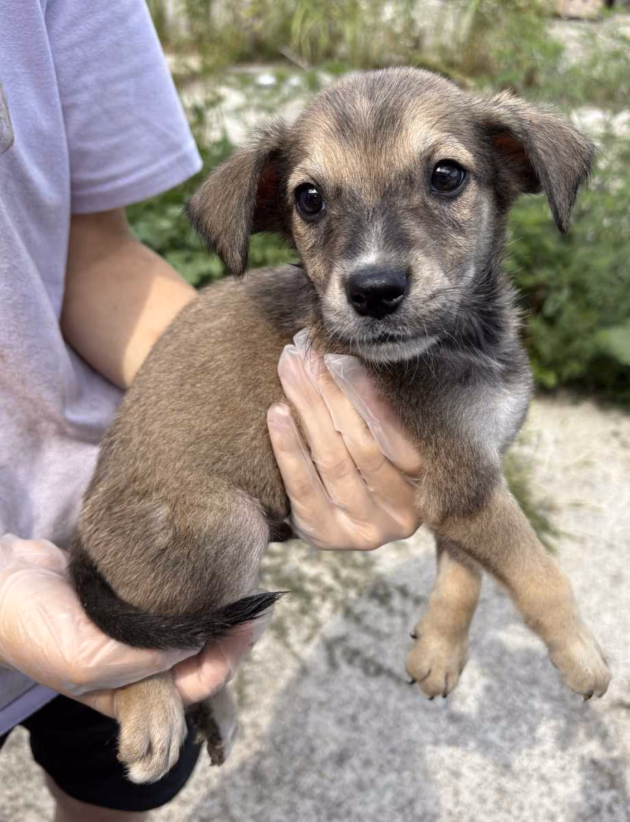 Yuki