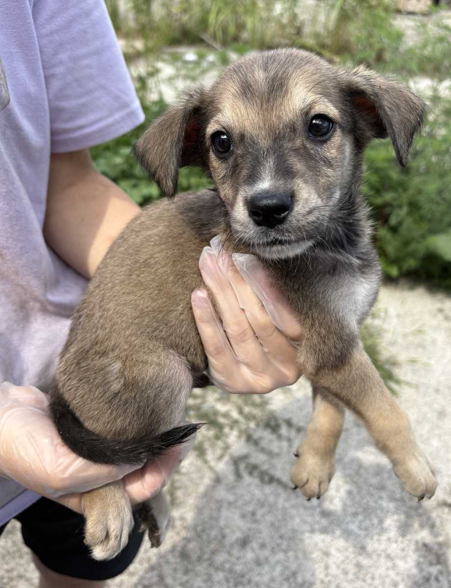 Yuki