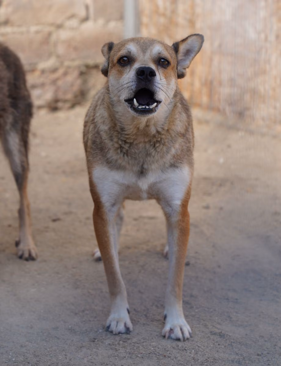 Koda