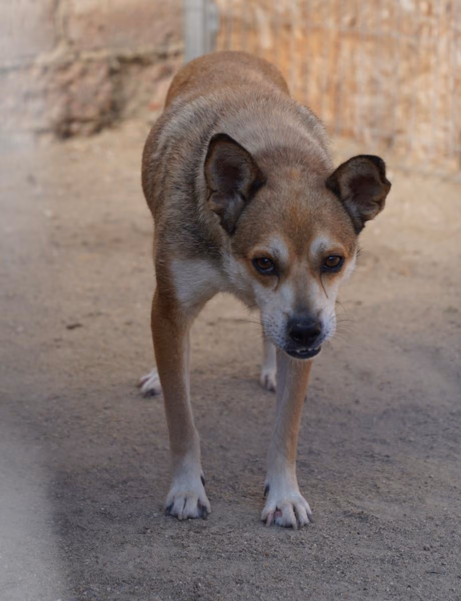Koda