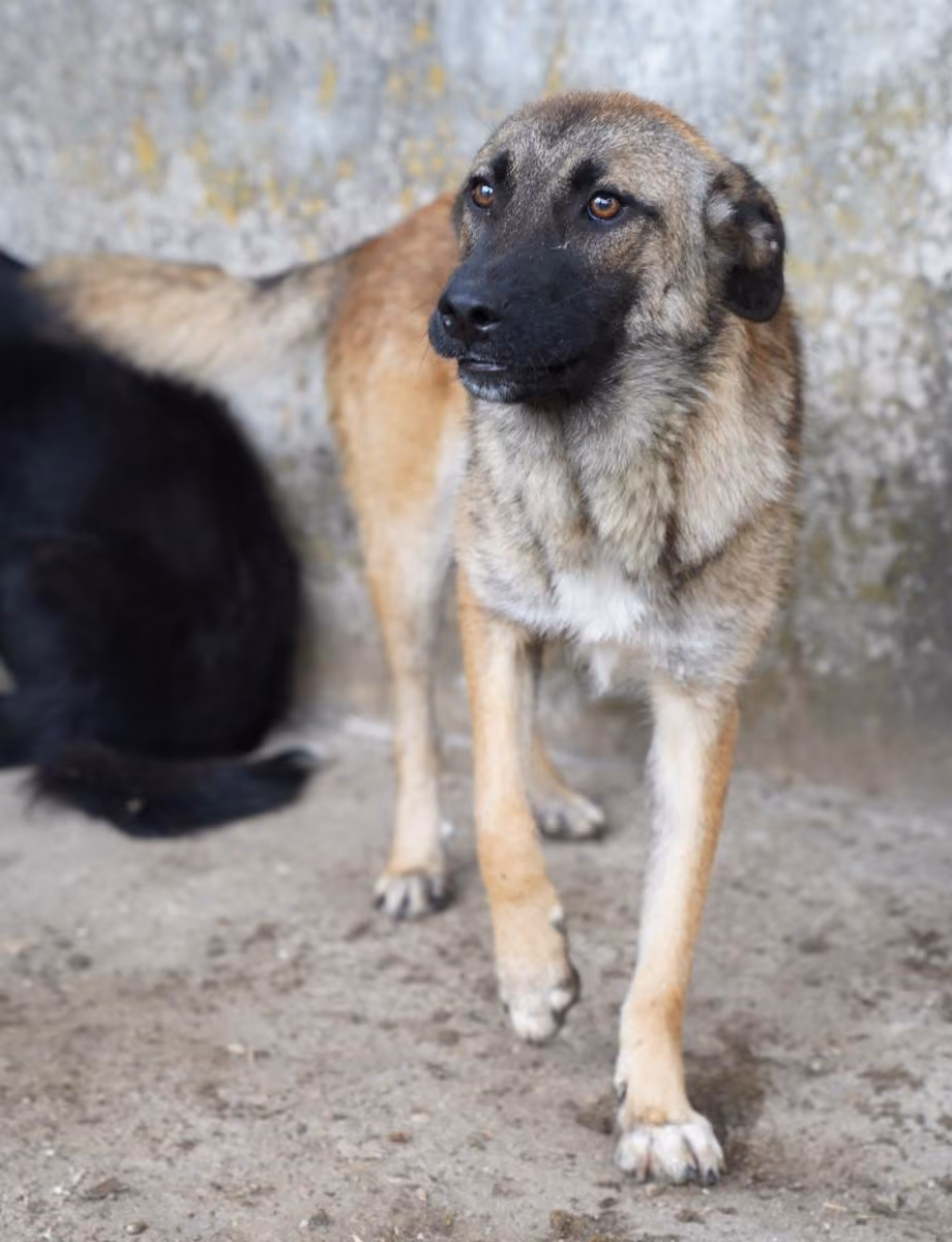 Tascha