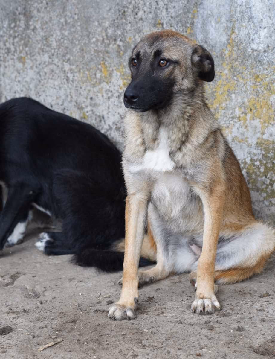 Tascha