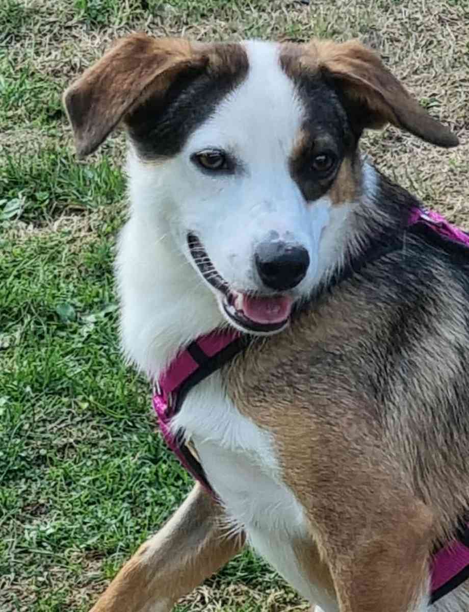 Felipa