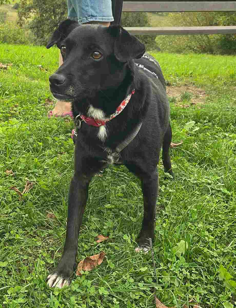Rana