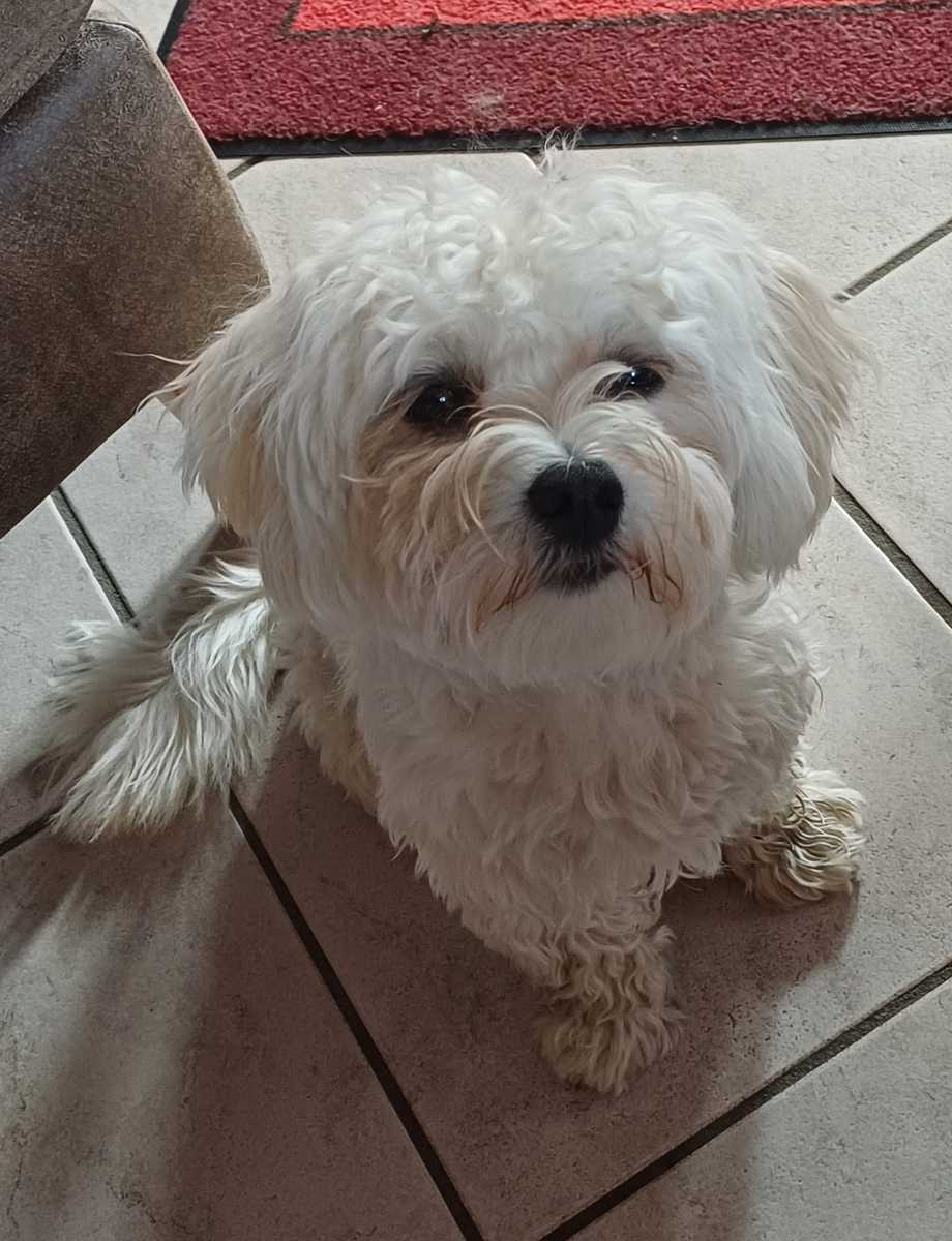 Snowi