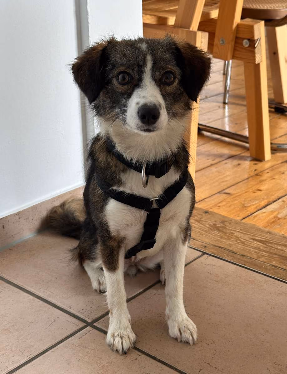 Mimi