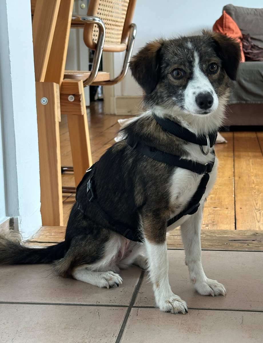 Mimi