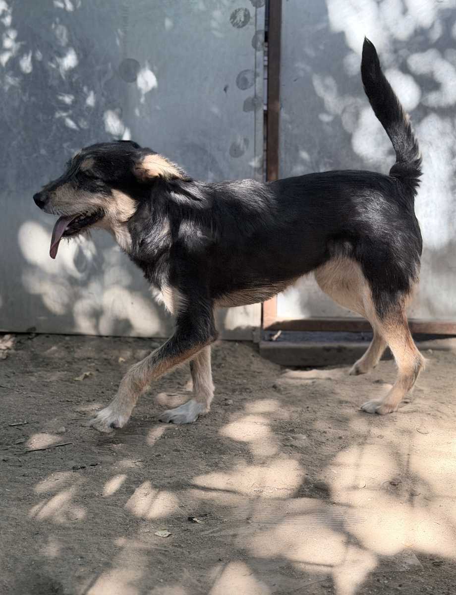 Zisca