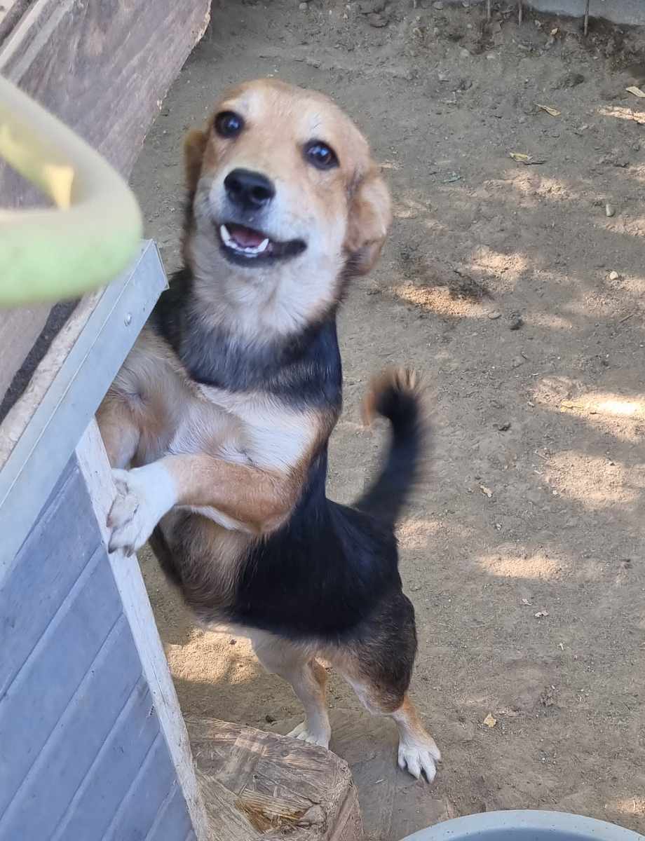 Zisa