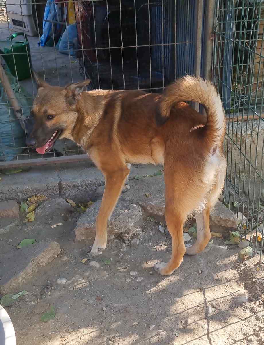 Zlavo