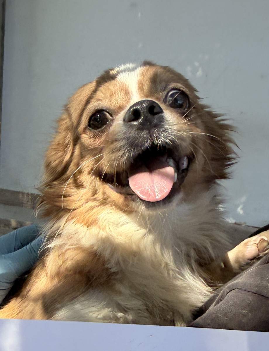 Felix