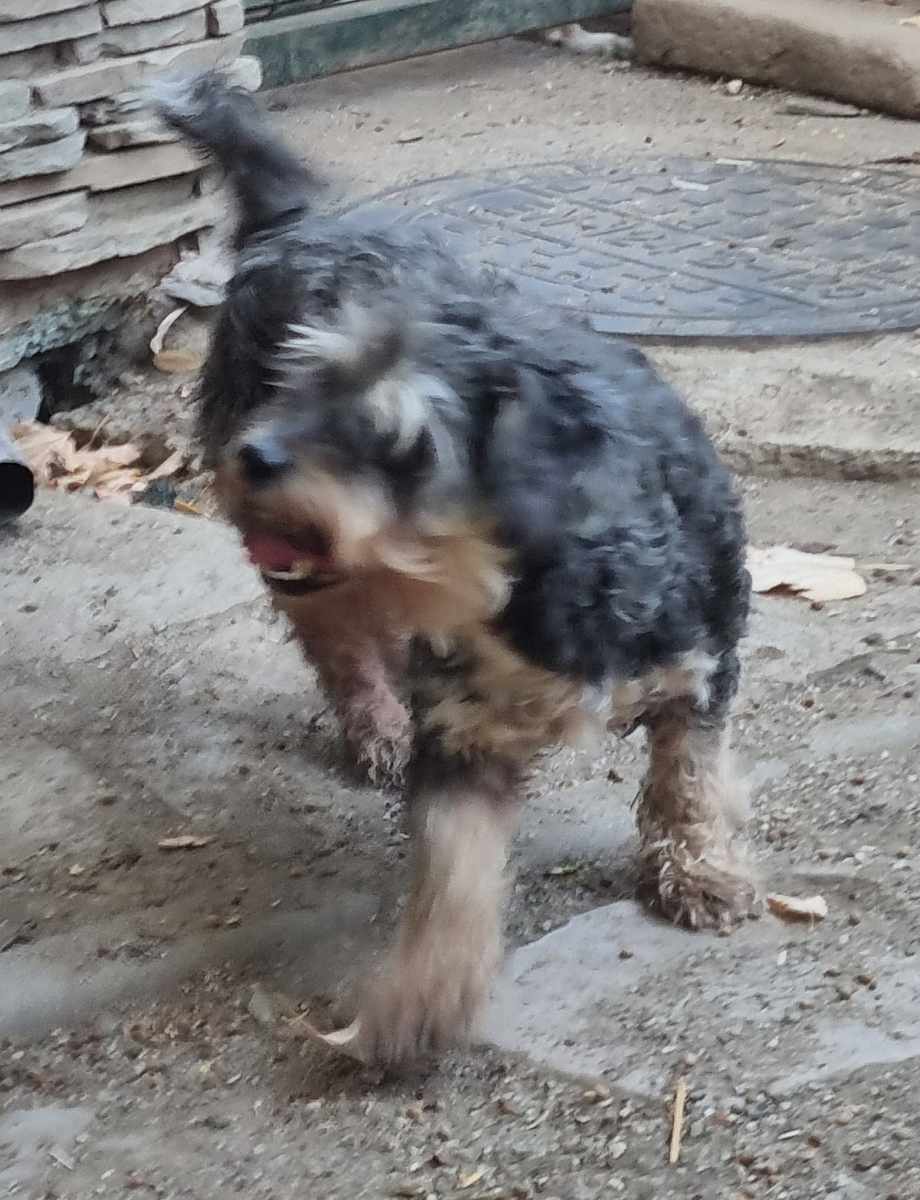 Dubi