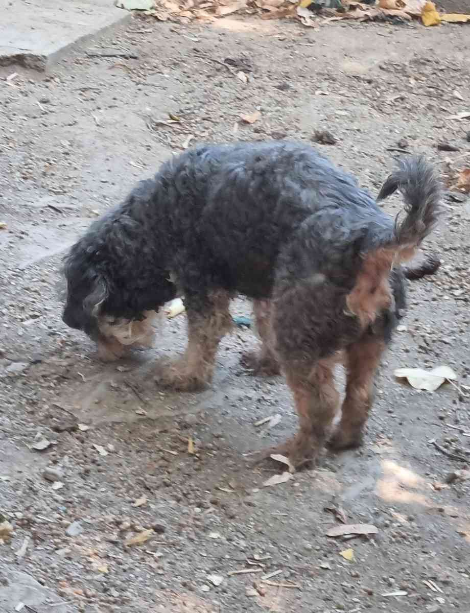 Dubi