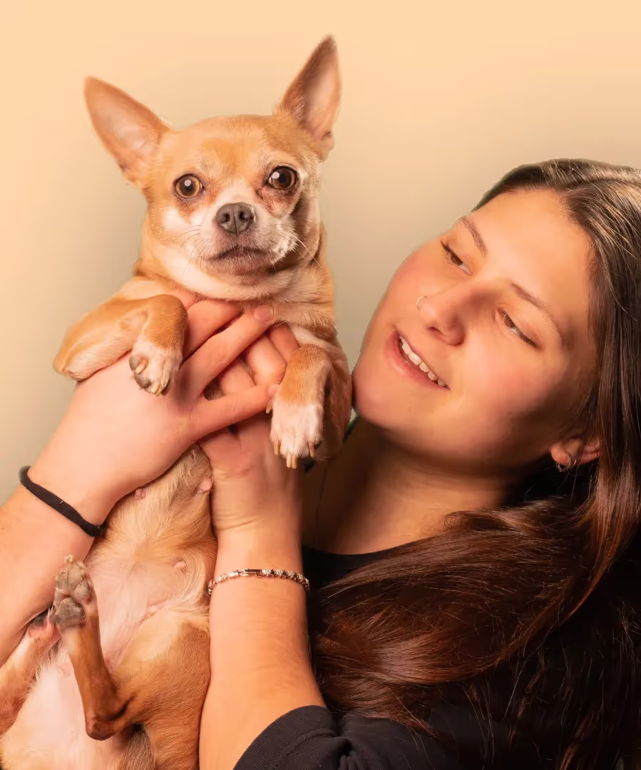 A chihuahua