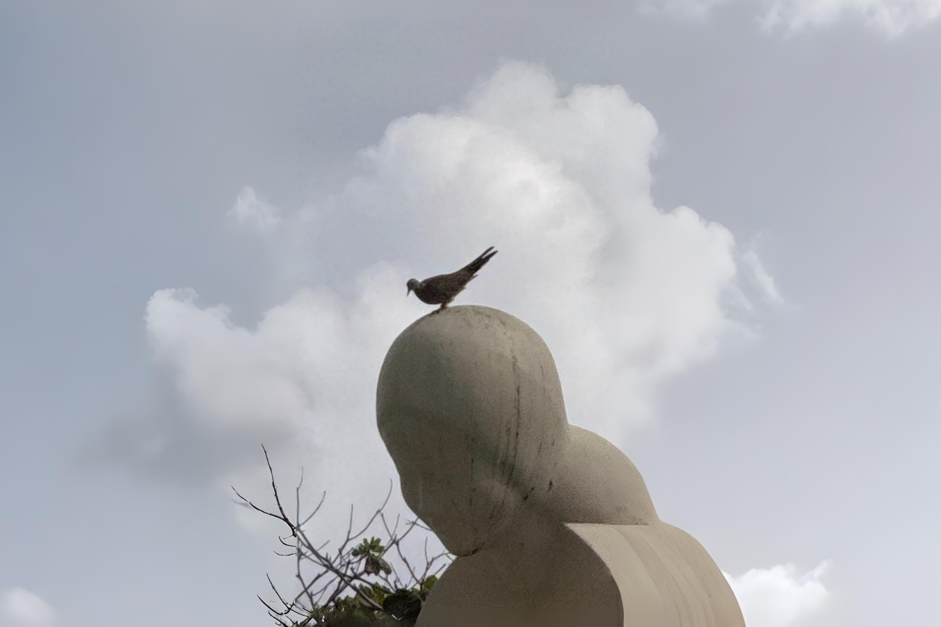 Living Beside Nature: Wildlife You May Encounter Around Mulia Bali