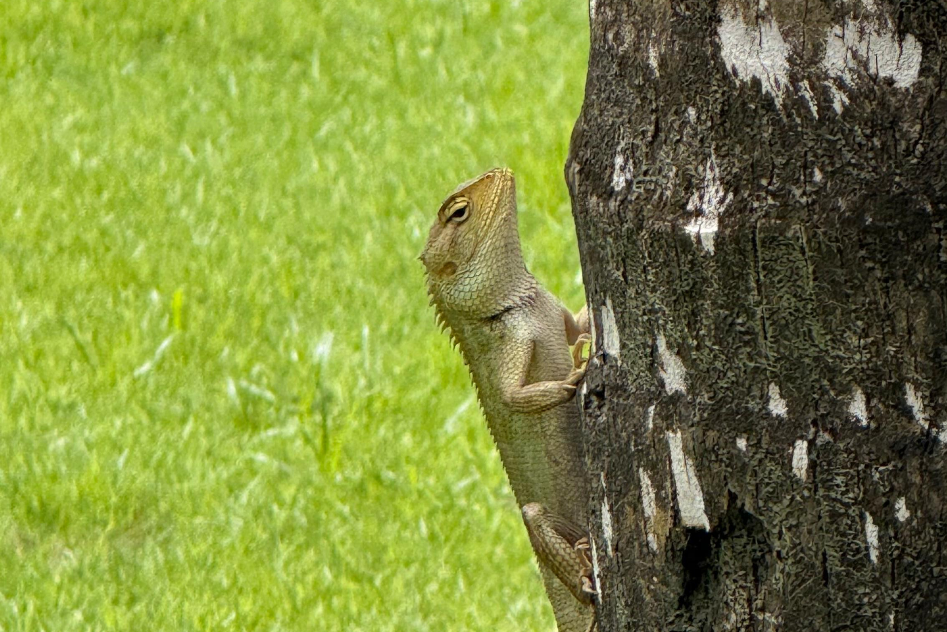 Living Beside Nature: Wildlife You May Encounter Around Mulia Bali