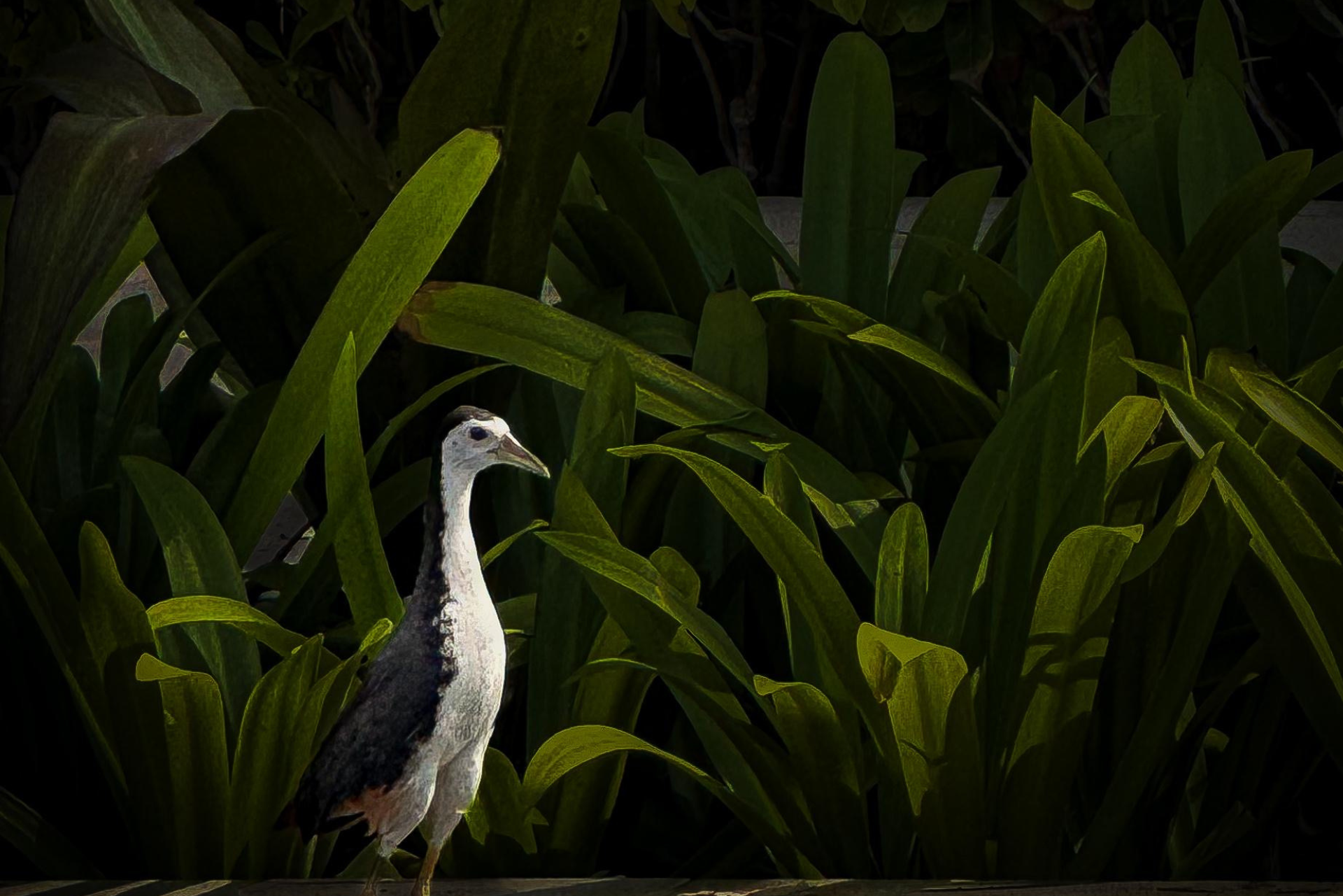 Living Beside Nature: Wildlife You May Encounter Around Mulia Bali