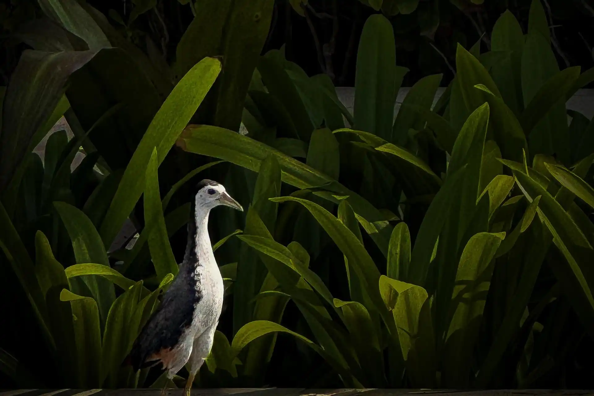 Living Beside Nature: Wildlife You May Encounter Around Mulia Bali