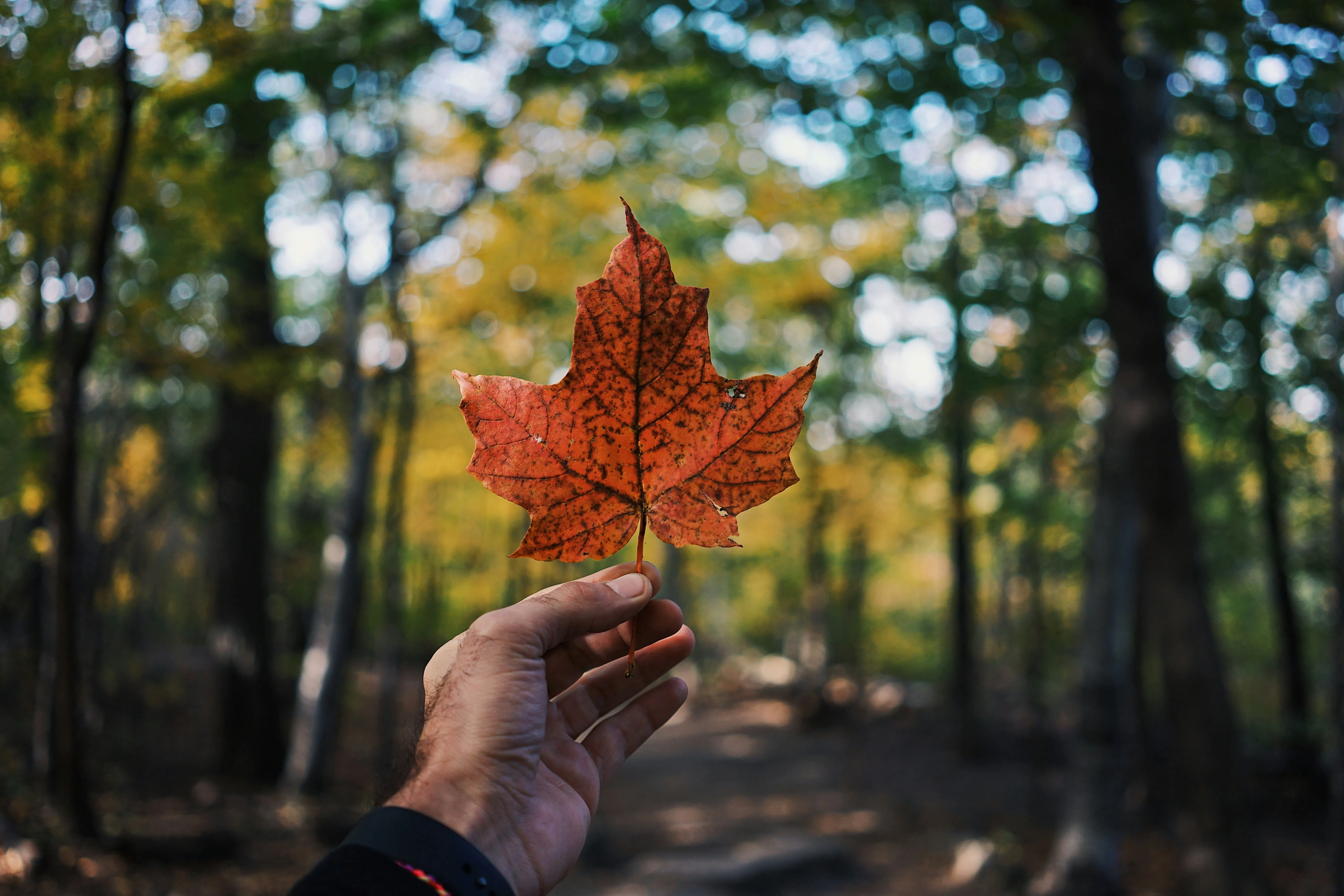 Hand holding a maple leaf symbolizing Canadian immigration, workforce opportunities, and life in Canada
