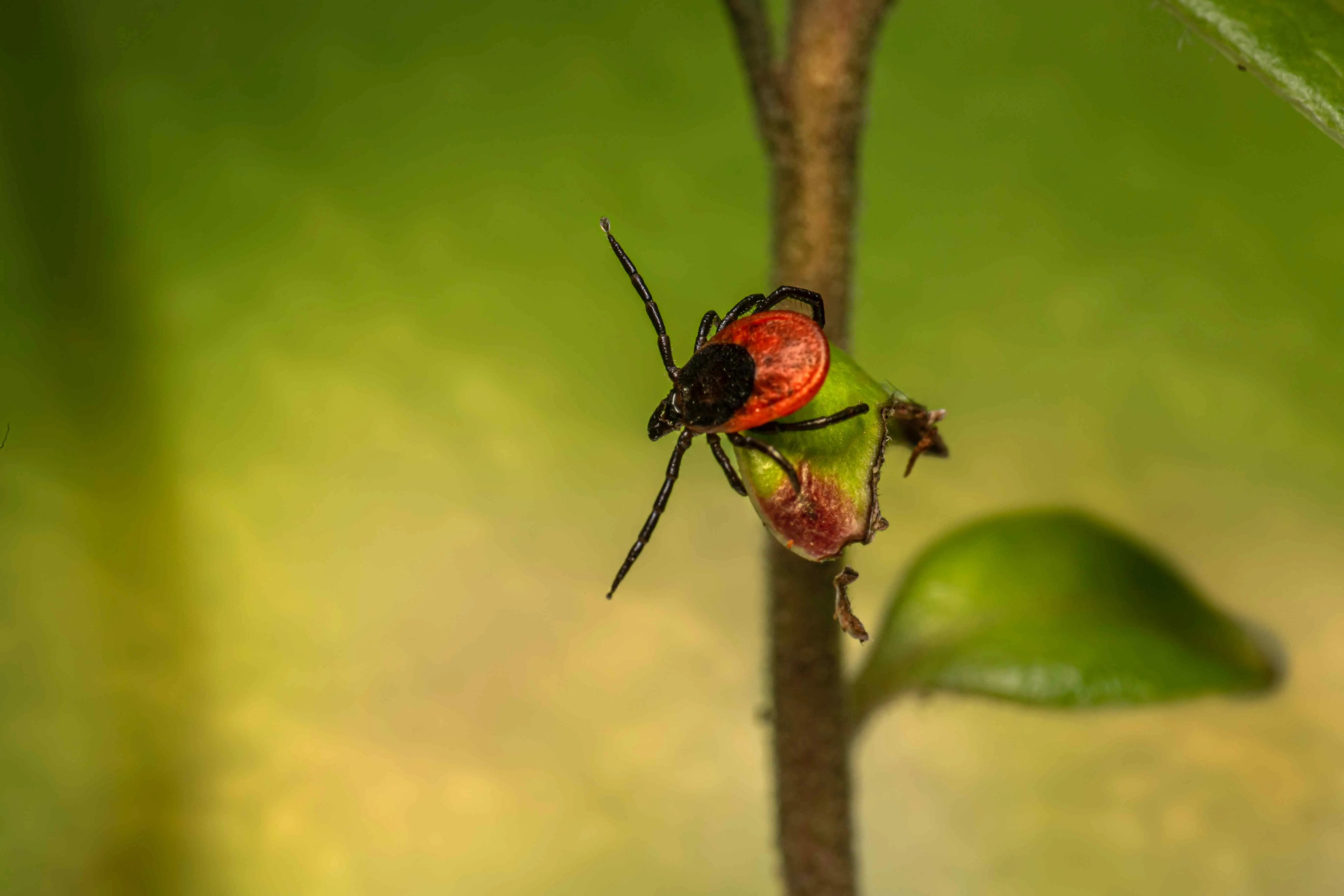 Can Lyme Disease Cause Autism?