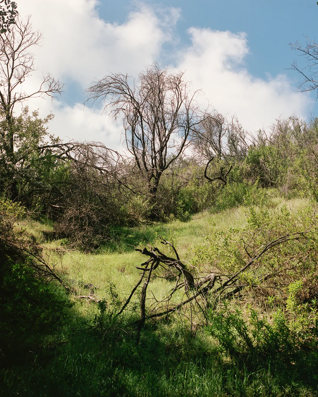 Blue Sky in Spring. 2025