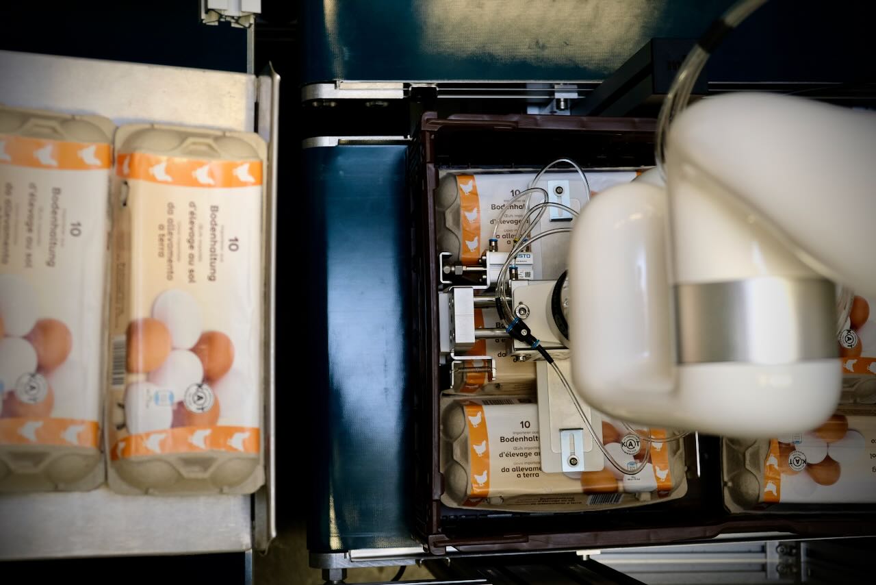 A case packer packing egg cartons into transport boxes. 