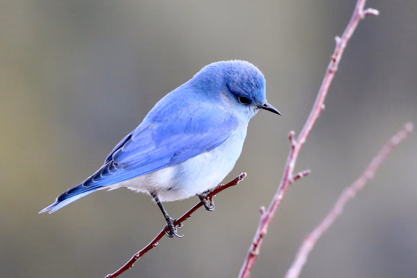 Moneybird Boekhoudprogramma