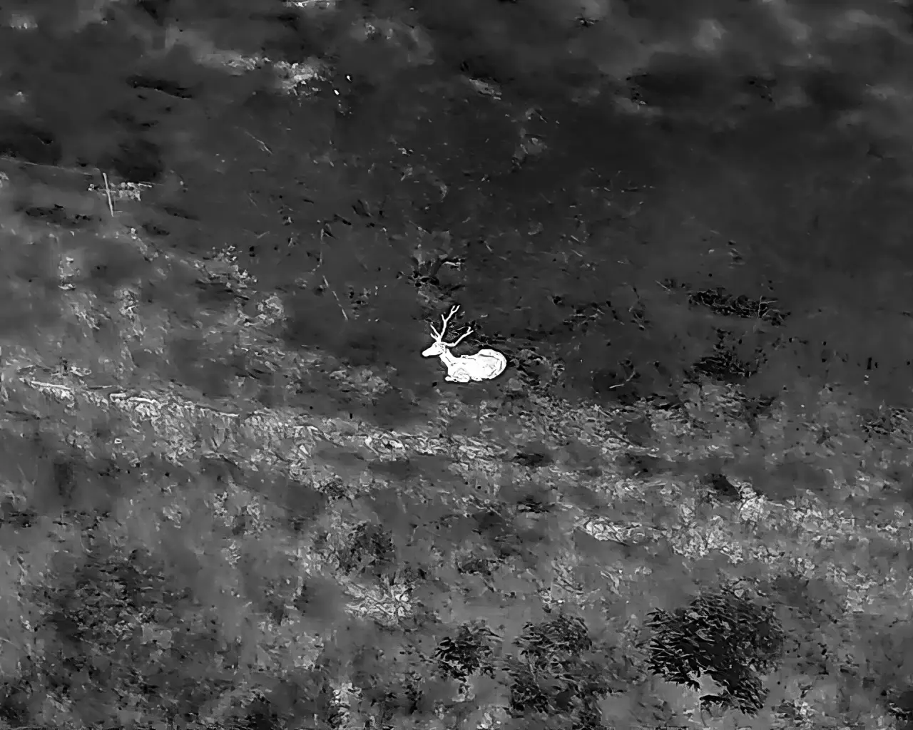 Thermal drone capture of an elk on a Texas ranch