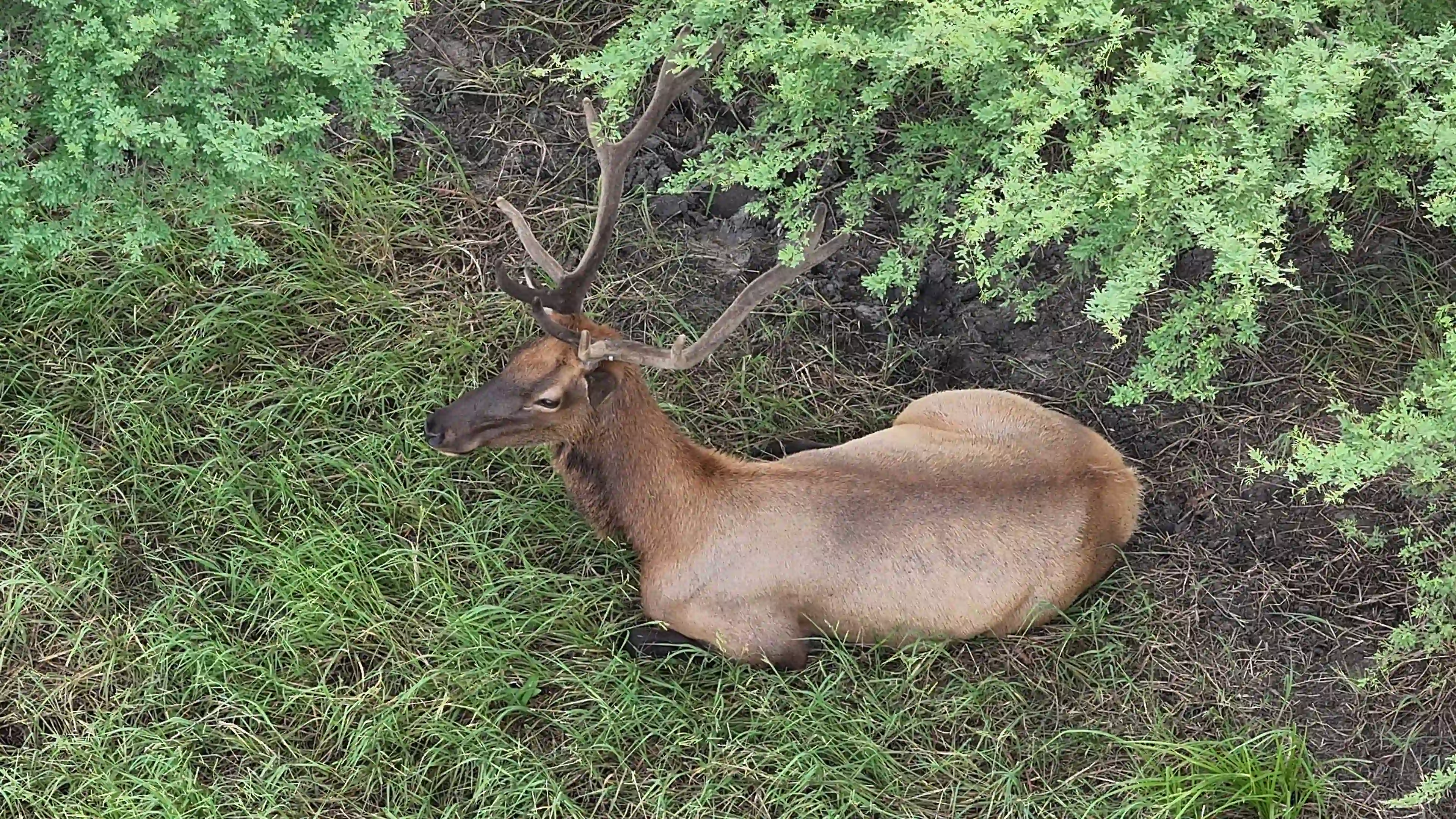 Visible light drone capture of the same elk on a Texas ranch