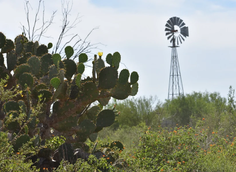 An old windmill stands in the background while south Texas cactus grows in the foreground