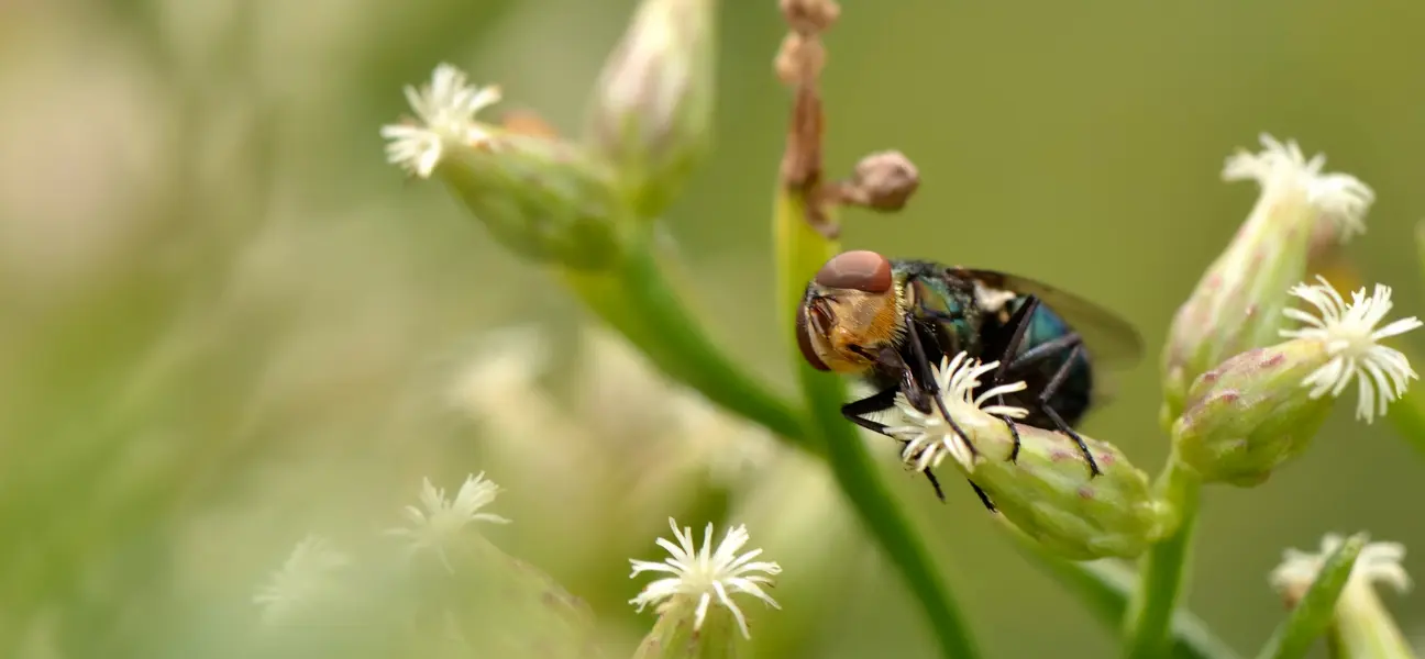New Wold screwworm fly on a leaf