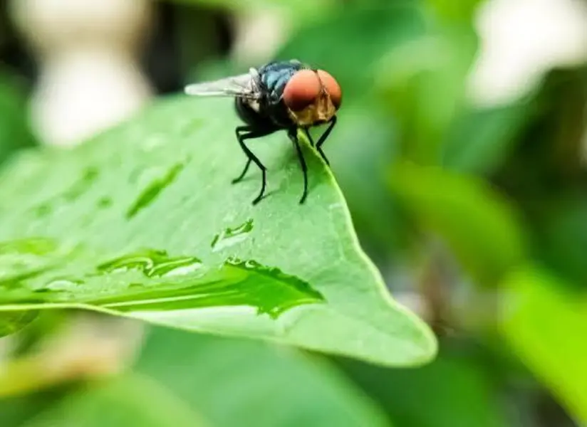 New Wold screwworm fly on a leaf 