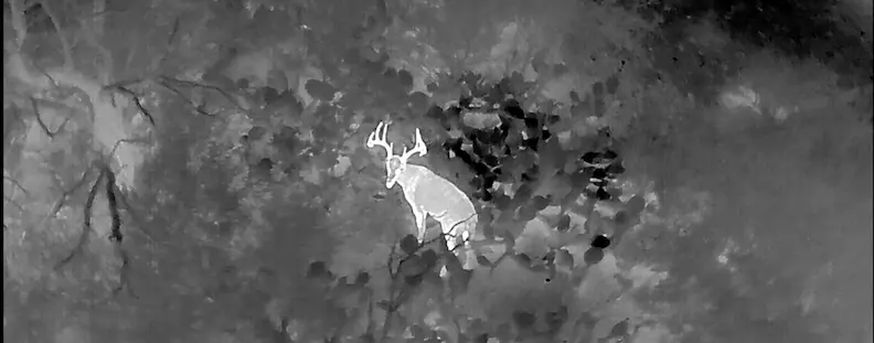 Velvet Whitetail Buck Antler 