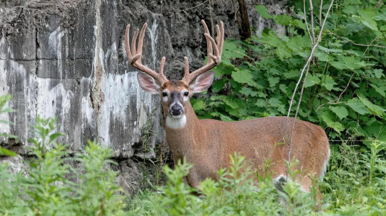 Velvet Whitetail Buck Antler 