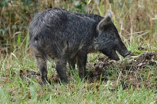 Feral hog on Texas ranch 