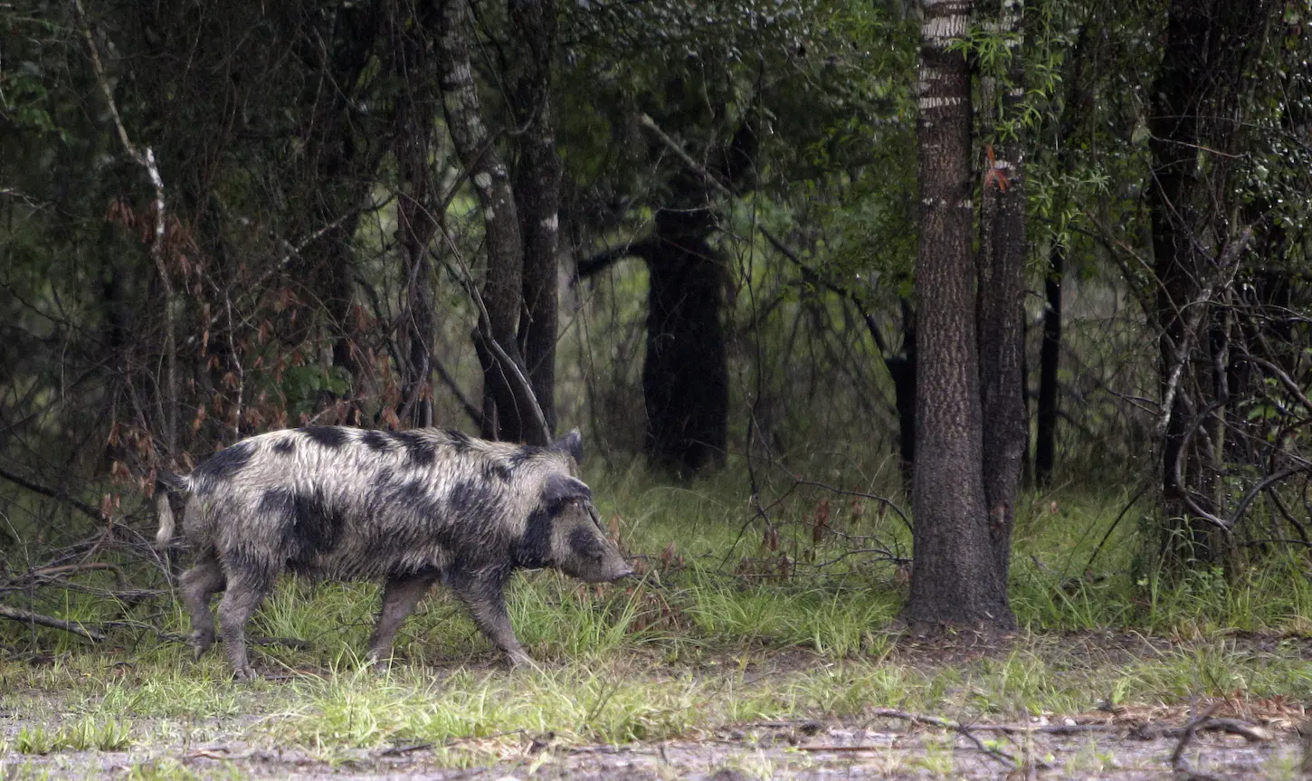 Feral hog on Texas ranch 