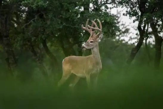 deer and protein feeder on Texas ranch