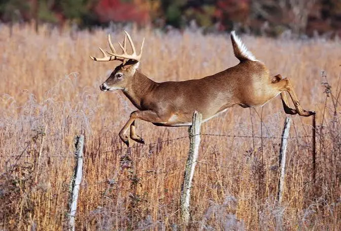 deer and protein feeder on Texas ranch