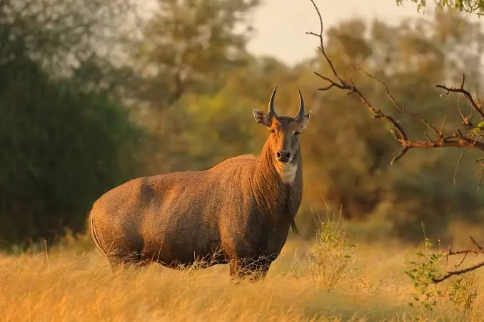 Nilgai on a South Texas ranch. 
